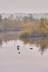 Ducks on water in swamp. High quality photo