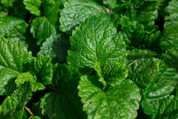 Growing leaves of melissa close-up. Aromatic herbal drink. Green herbal background.