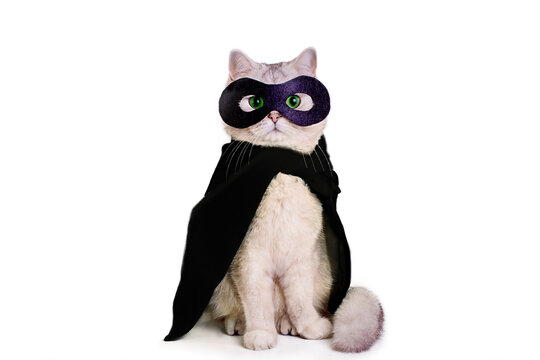 Cute white cat in a black mask and black cape