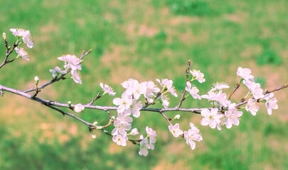 Flowering branch of a fruit tree in the garden in spring. Flowers with white petals against a background of grass.