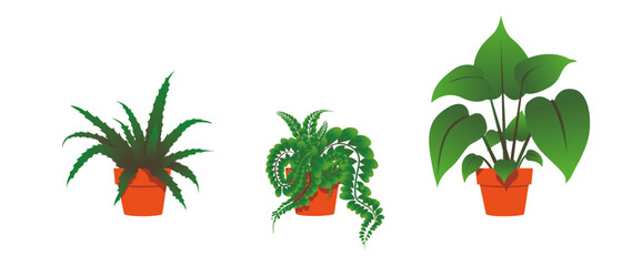 3 indoor plants