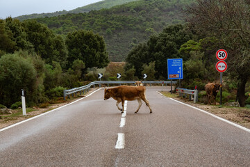 Cattle running accross the Road in the Mountains of Sardinia, Italy.