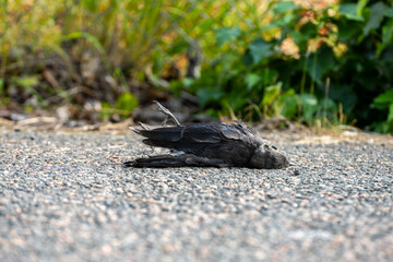 Dead crow on the side of a asphalt road.