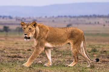 Fototapeta na wymiar A lioness on the prowl in Kenya