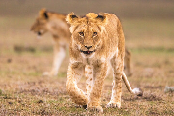 A lion cub walks with his siblings in Kenya