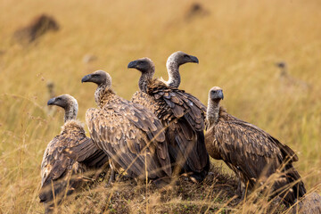 Vultures guard a kill in Kenya