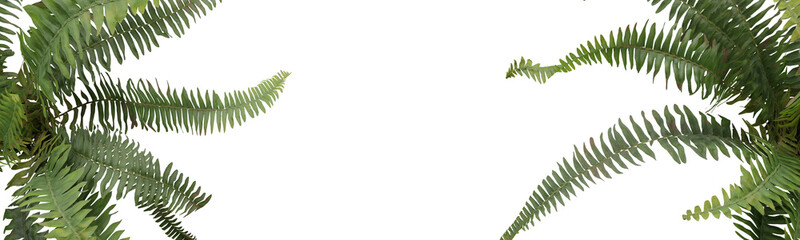 Filicopsida. Fern plant with transparent background