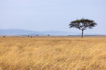 Fototapeta na wymiar A lone tree on the horizon in Kenya