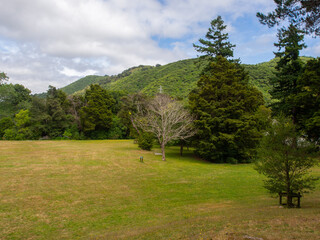 Fototapeta na wymiar Trees And Grass In A Park Landscape