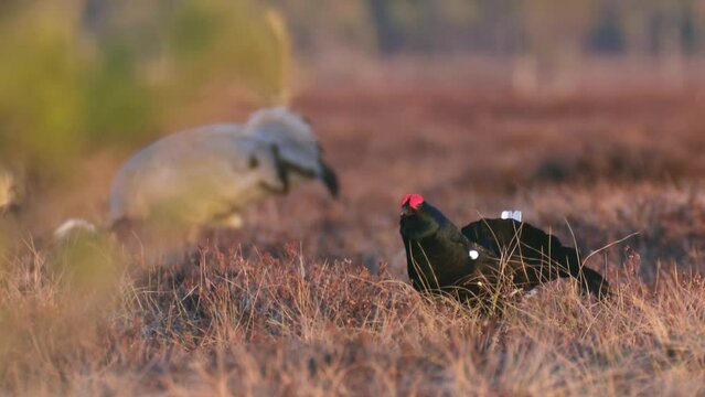 Lekking Black grouse Male in the bog. A group of cranes in the background. Black Grouse Tetrao tetrix. Lyrurus tetrix lek at sunrise. Grouse in swamp. Spring mating season in the nature.