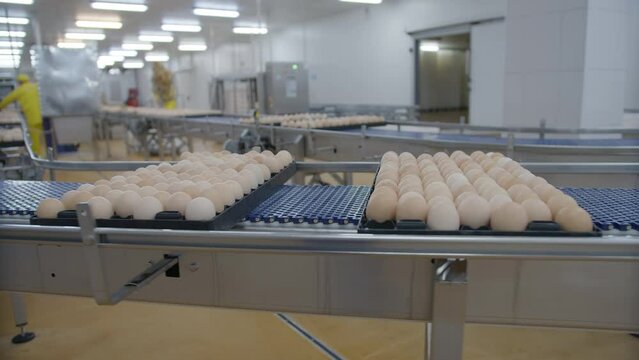 Egg selection, egg production factory