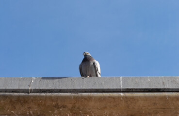 Pigeon standing on a concrete beam