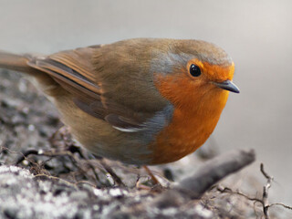 robin on a ground