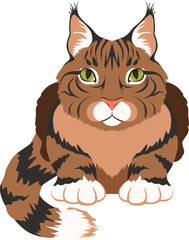 Maine coon icon. Cartoon cat breed symbol
