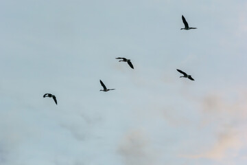 Canada Geese Flying In V Formation In Mid November In Wisconsin