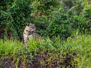 Fototapeta na wymiar Jaguar sitting in tall grass in Pantanal, Brazil