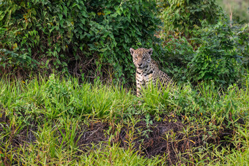 Jaguar sitting in tall grass in Pantanal, Brazil