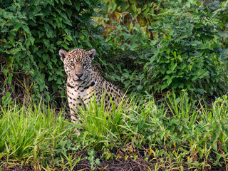 Jaguar sitting in tall grass in Pantanal, Brazil