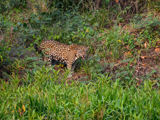 Jaguar standing in tall grass in Pantanal, Brazil