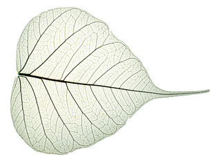leaf texture pattern, leaf background with veins and cells - macro photography