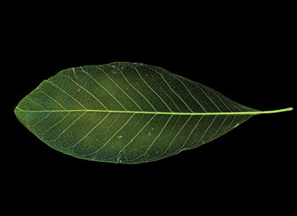 leaf texture pattern, leaf background with veins and cells - macro photography