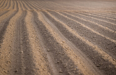 A large plowed agricultural field. The endless ranks of the beds are ready for the growth of the...