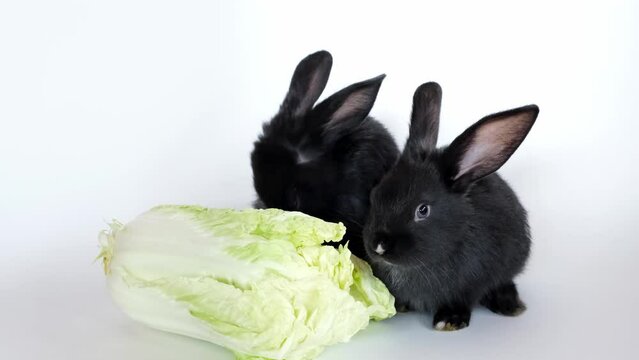 Two little black rabbits eat cabbage. Fresh farm harvest. Cute pet and healthy vitamin food. Hare is a symbol of 2023 according to the Chinese calendar. Eco products. Funny animals. Proper nutrition.