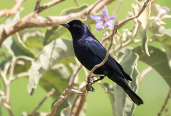 Shiny Cowbird