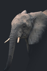Close-up of an elephant isolated on clean dark background looking at camera, with space for text.