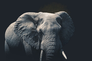 Close-up of an elephant isolated on clean dark background looking at camera, with space for text.