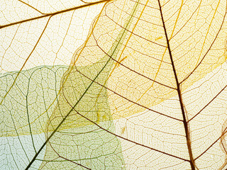 Naklejka na ściany i meble leaf texture pattern, leaf background with veins and cells - macro photography