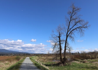 Autumn landscape with walking path and leafless tree