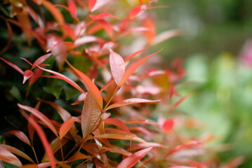 Close up the details of the plant shoots red (Syzygium oleana) with a blurry background. This plant is an ornamental plant, so it is usually planted in a garden or yard