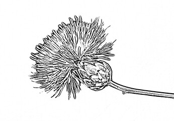 Dagger Flower (Mantisalca salmantica)