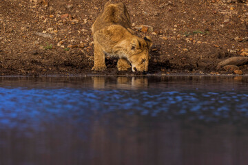 A lion cub drinks from a watering hole in Kenya