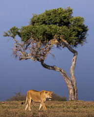 Naklejka na ściany i meble A lioness and a tree in Kenya