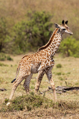 Naklejka na ściany i meble Baby giraffe in Kenya