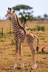 Naklejka na ściany i meble Full portrait of a baby giraffe in Kenya