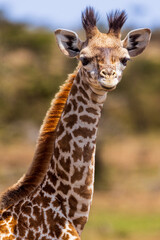 Portrait of a baby giraffe in Kenya
