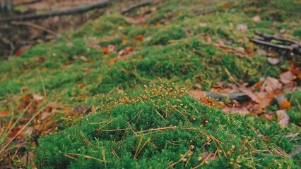 Clumps of Green Forest Floor Moss with Ripe Calyptra Sporophytes Gametophytes