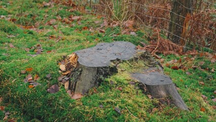 Cut Tree Stump Covered in Clumps of Green Forest Moss