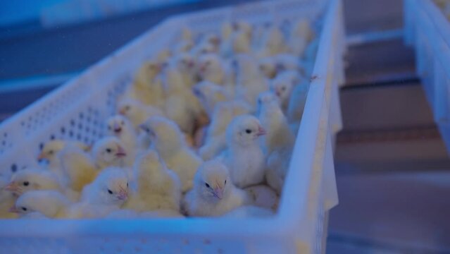 Indoors chicken farm, chicken feeding