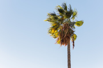 Palmera (Washingtonia robusta) al atardecer recortada sobre el cielo azul.