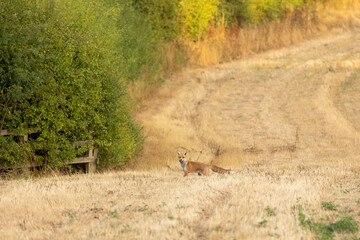 wild female, vixen Red fox scientific name Vulpes vulpes hunting in a recently cut crop field