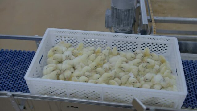 Indoors chicken farm, chicken feeding