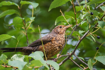 red winged blackbird