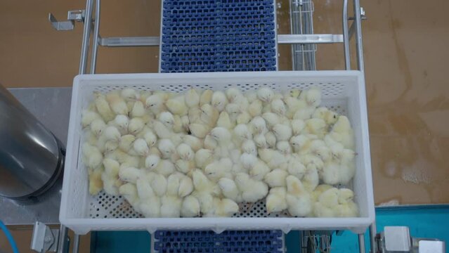 Indoors chicken farm, chicken feeding