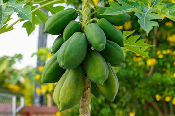 Papaya tree in full fruit, planted next to the fence The fruit is a yaw-shaped shape with a pointed tip. The raw fruit has a green peel. There is white latex. The flesh inside is greenish white.