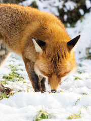 Red Fox in the Snow