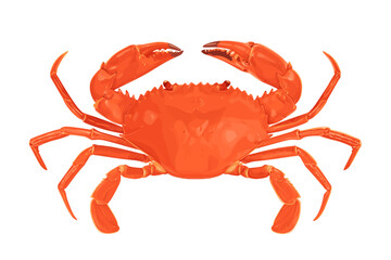 Crab isolated on white background. Vector eps 10. crab vector on sand color background, perfect for wallpaper or design elements